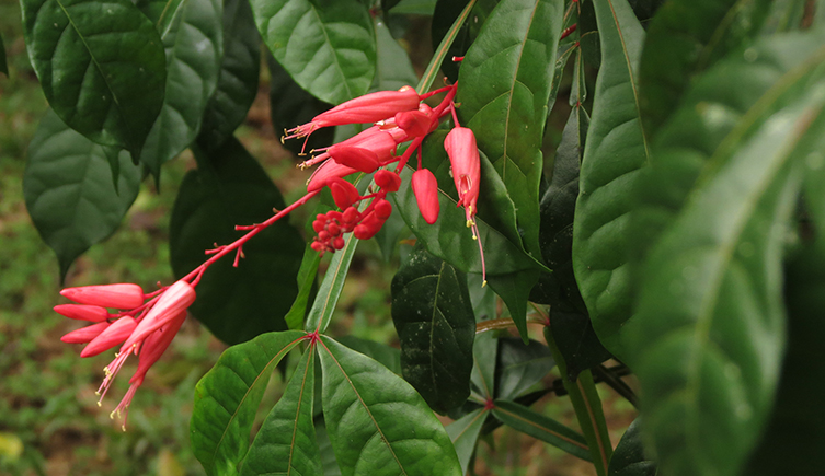 The bright red flowers of the Quassia amara plant