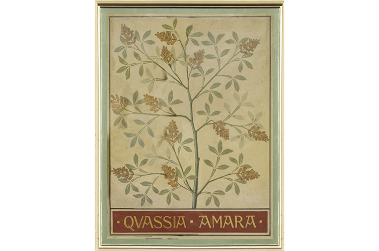 A decorative ceiling panel featuring a painting of the plant Quassia amara