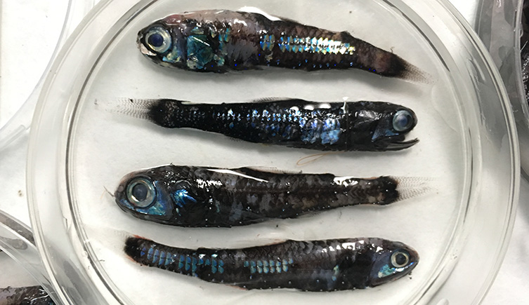 Four freshly caught lanternfish in a glass dish.