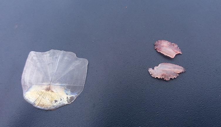 Two different otiliths, or fish ear bones. One is flat and disc-like while the other is more oval in shape with a fluted edge.