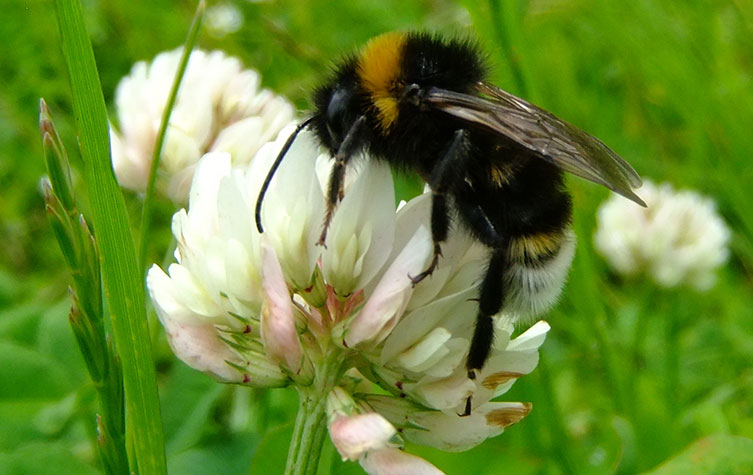 Black, yellow and white-striped bumblebee on white clover