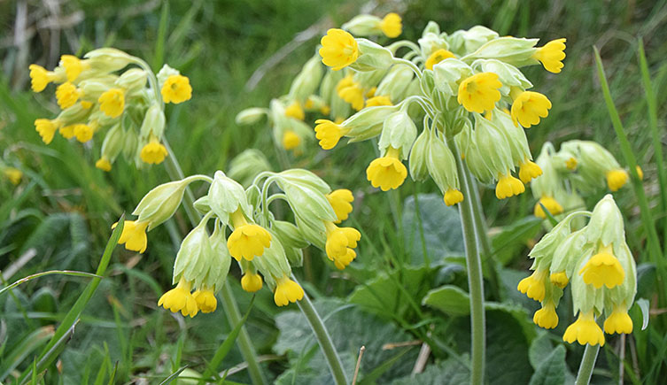 The pendulous yellow flower heads of cowslip