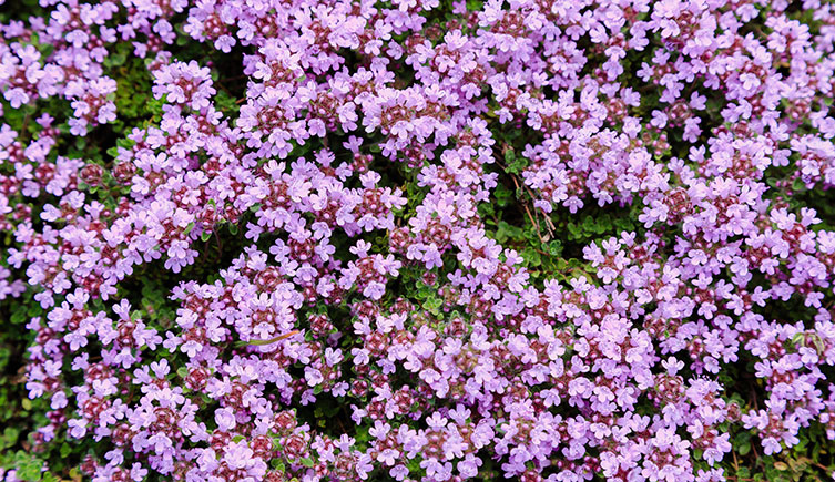 Lots of low, purple flowers