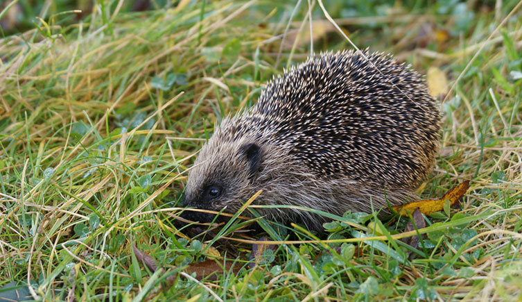 A hedgehog poking its nose into a patch of long grass