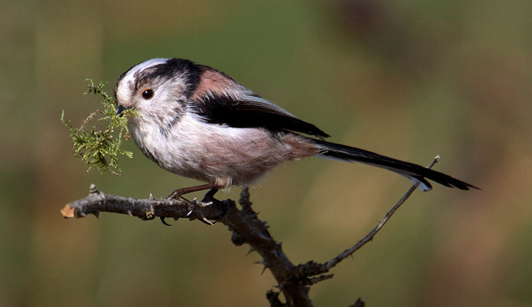 Long-tailed tit with moss in its beak