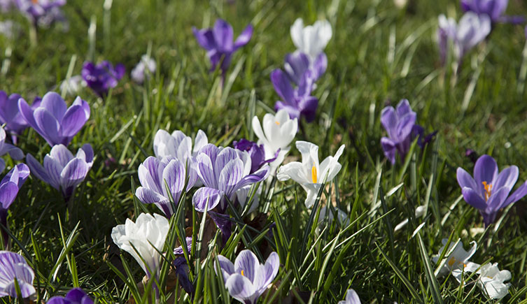 Purple and white crocus flowers in a lawn