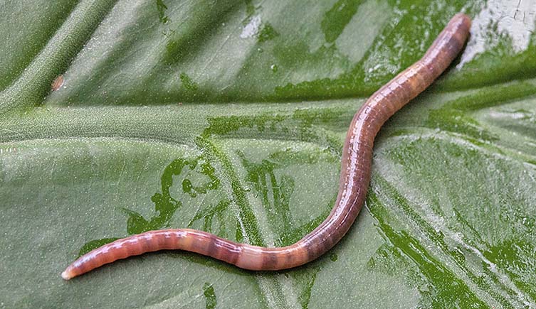 A long pink worm lies on the surface of a green leaf.