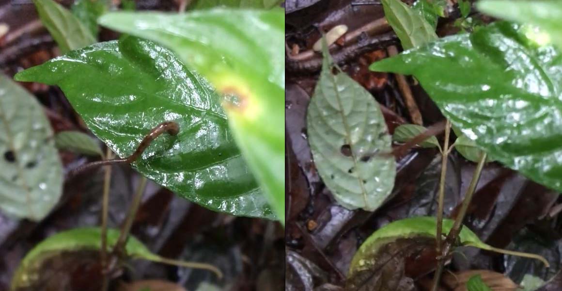 Left image show a brown leech coiling its body on a leaf, while the right image shows a brown blur as it jumps off the leaf.