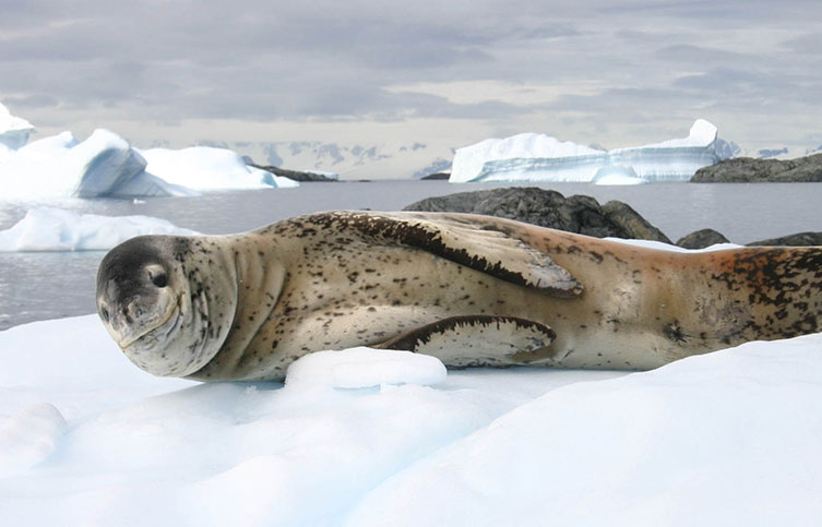 A leopard seal hauled out on the ice