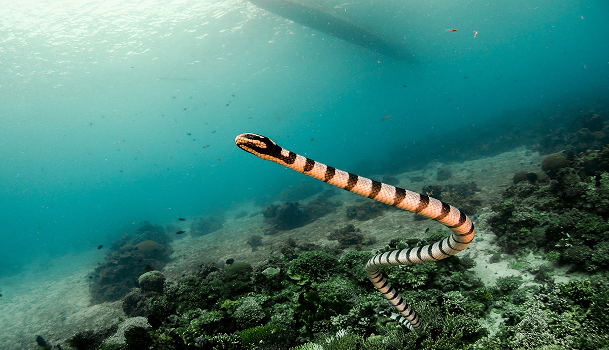 Sea snake with stripes under the water