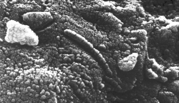 This image is a close-up of meteorite Allan Hills 84001. The electron microscope shows chain-like structures which resemble some bacteria on Earth, only much smaller. However, scientists have found that similar shapes can be formed by inorganic processes on Mars.