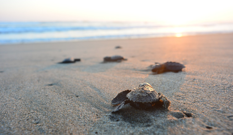 Young turtles crawl towards the sea across a beach