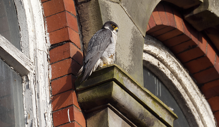 Peregrine falcon perched on a building ledge