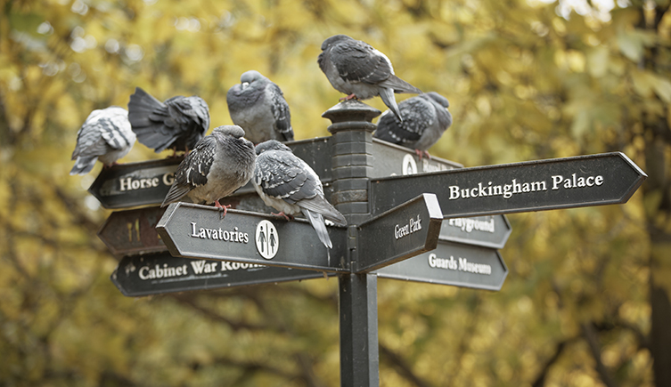 City pigeons huddle on a sign in Green Park