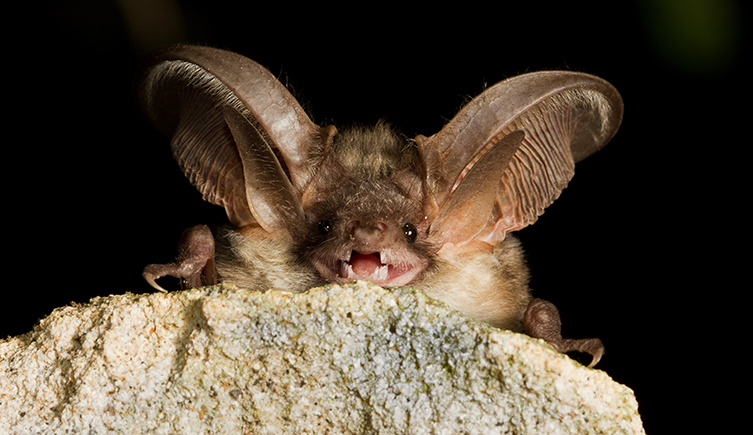 Grey long eared bat, Plecotus austriakus, navigate best in near total darkness