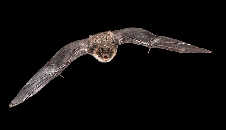 Male Natterer's bat, Myotis nattereri, in flight
