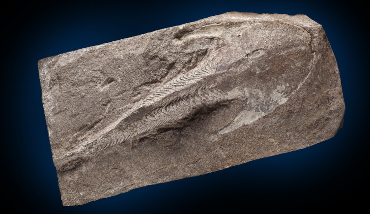 A specimen of Cephalaspis lyelli in a slab of rock.