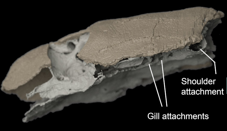 A replica of the skull of Kolymaspis sibirica, with the attachment points indicated.