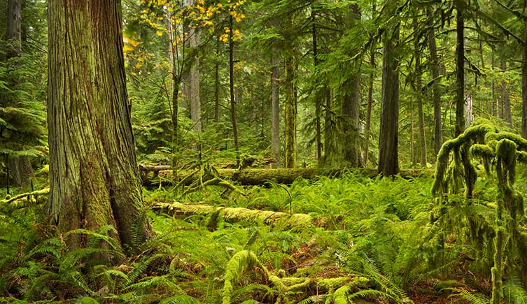 A temperate woodland, with lush green moss covering the trees and fallen logs, and bright green ferns sprouting from the ground. 