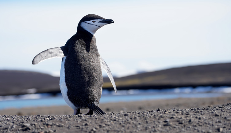Image of a chinstrap penguin