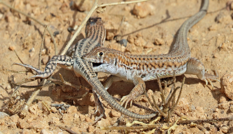 Two Bosc's fringe-toed lizards engage in a courtship ritual involving biting