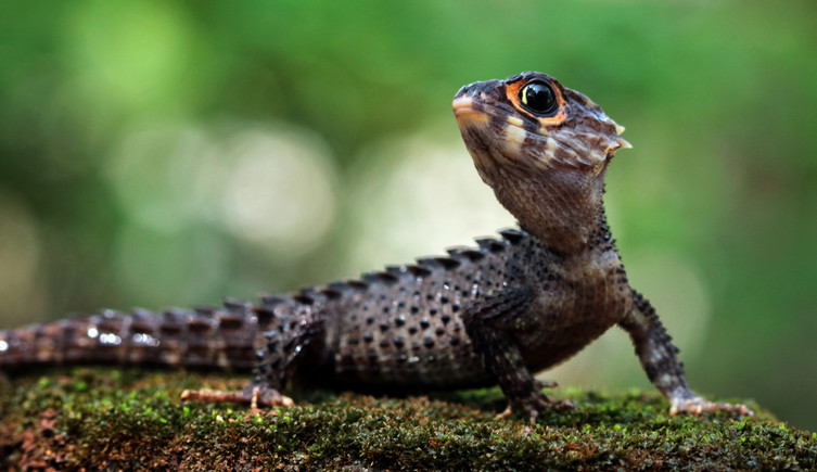 A red-eyed crocodile skink on a log