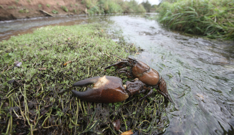 A signal crayfish on a mossy rock in the Midlands