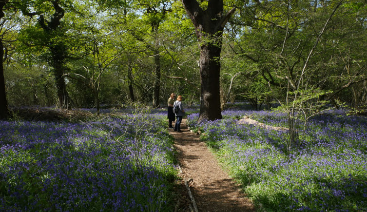 Two people stand under a tree canopy in woodland, surrounded by bluebells