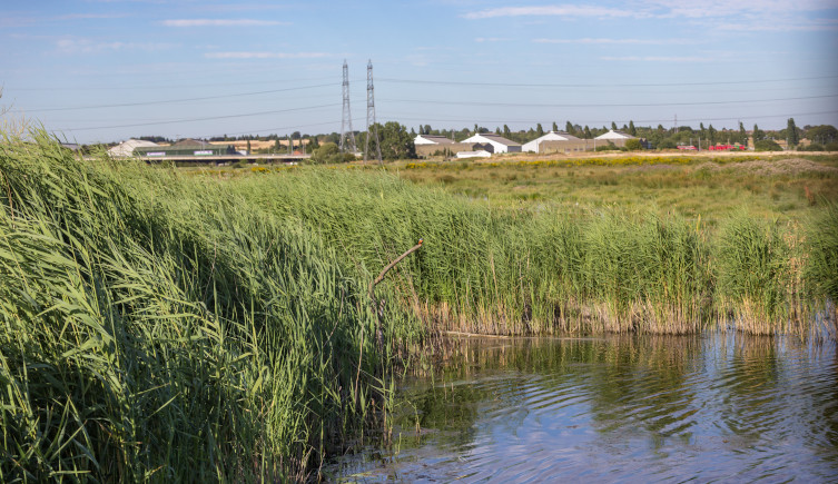 An image of reeds in water with building and power lines in the background