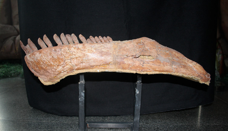 The fossil of a lower jaw of Mamenchisaurus sinocanadorum mounted on a stand