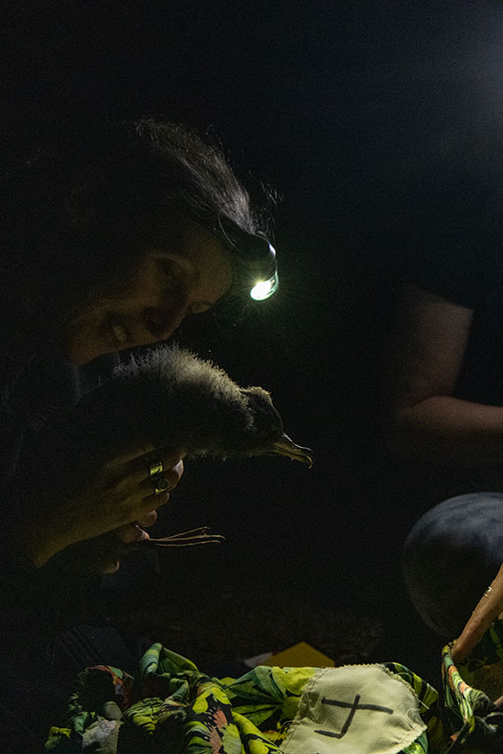 A reseracher wearing a headtorch holds up a fluffy shearwater chick