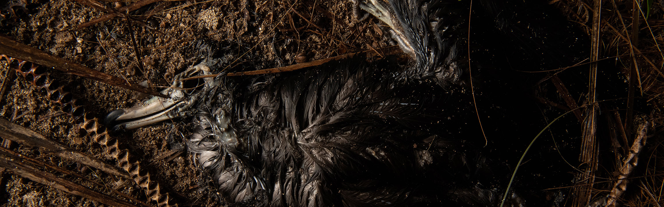 A dead and decomposing shearwater