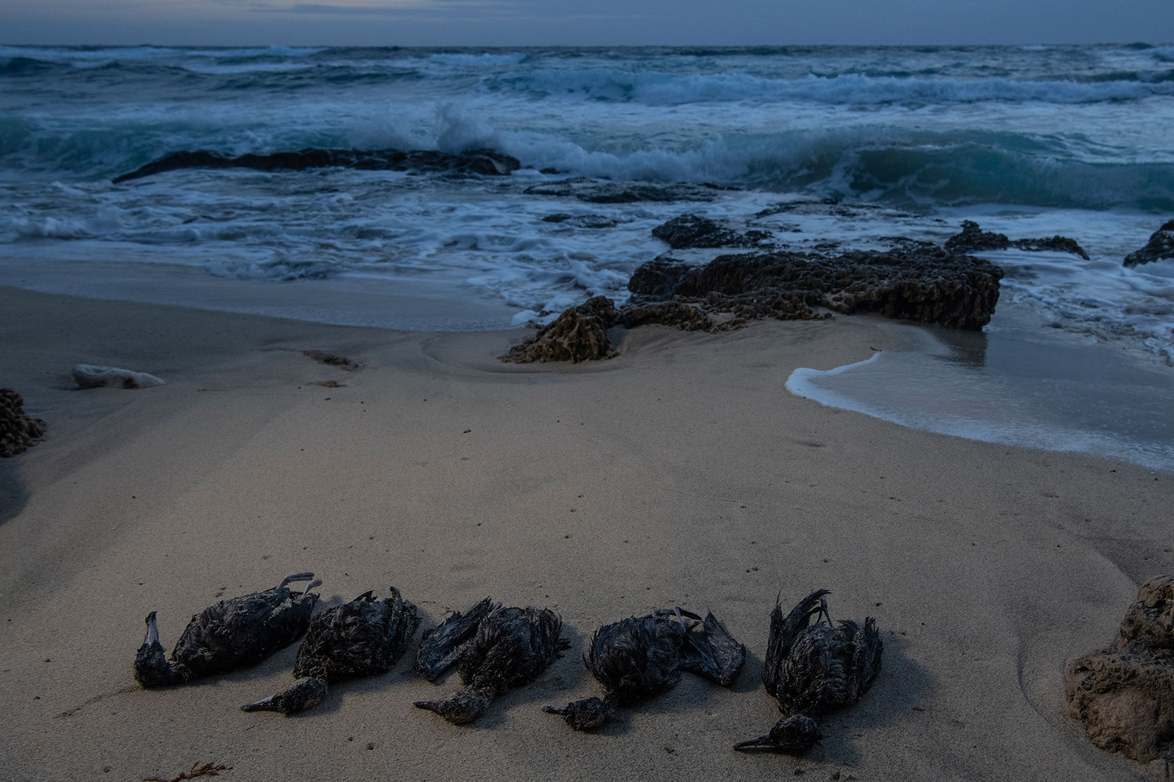 Five dead shearwaters on a beach