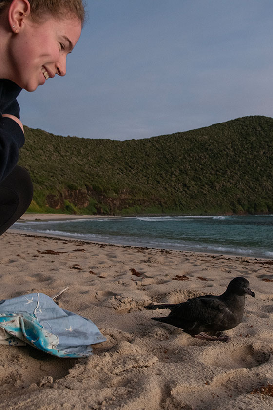 A researcher watches a shearwater on a beach
