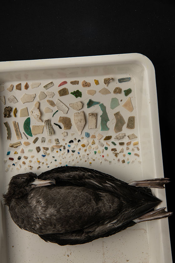 A shearwater in a white lab tray beside the plastic that was in it's stomach