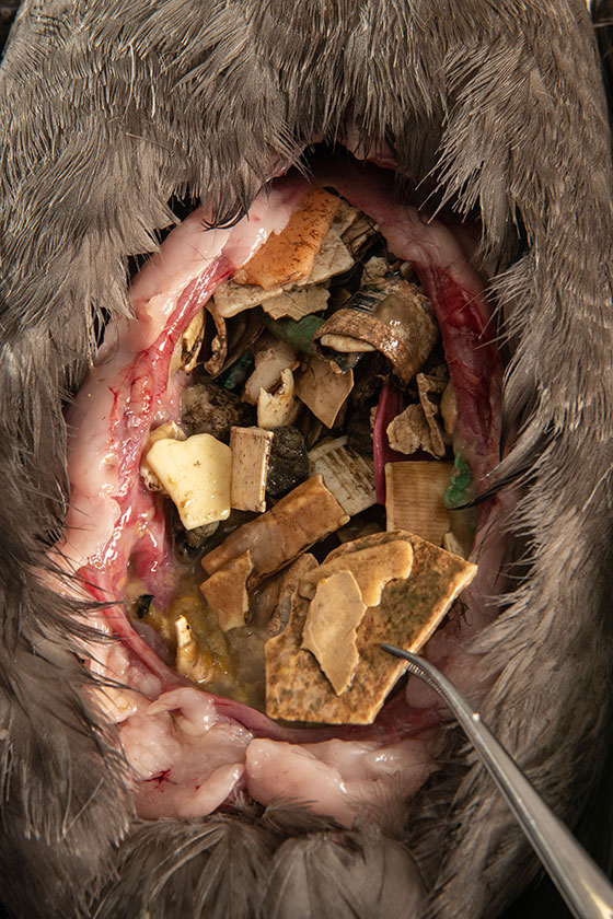 A dissection of a seabird revealing large chunks of plastic in the stomach