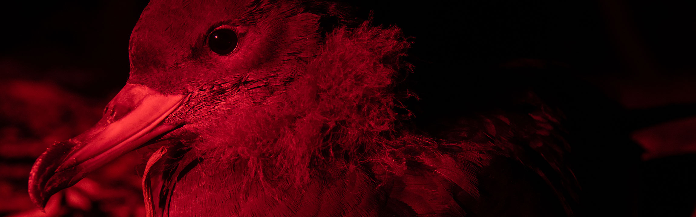 A shearwater chick photographed at night under a red light