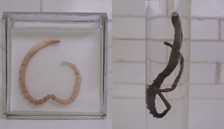 Specimens of the two lugworms species, presevered in jars. The blow lugworm is like whitish and resembles a common earthworm. The black lugworm is much darker in colour. 