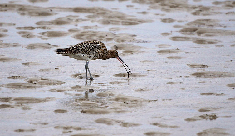 A curlew pulling a lugworm out of the round depression its burrow makes in the wet sand