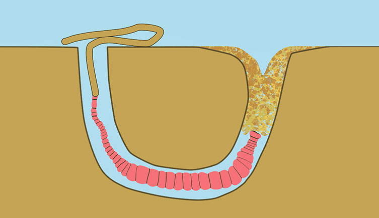 The lugworm sits in a burrow in the sand, with both an entrance and an exite. A pile of sand falls into the entrance, while a thin stream of sand is ejected from the exit.