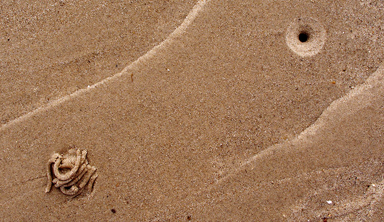 Looking down at a patch of wet sand, showing a pile of wormcast sand in one place, and a depression with a single hole some distance away.