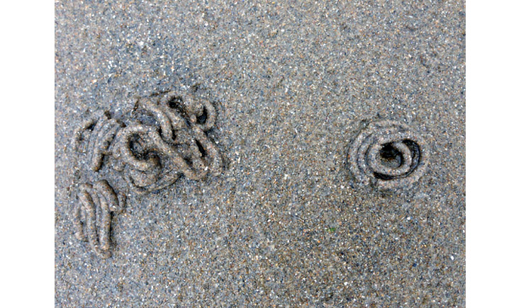 Two piles of sandy lugworm casts. One is a squiggly mess, the other is a neat coil.