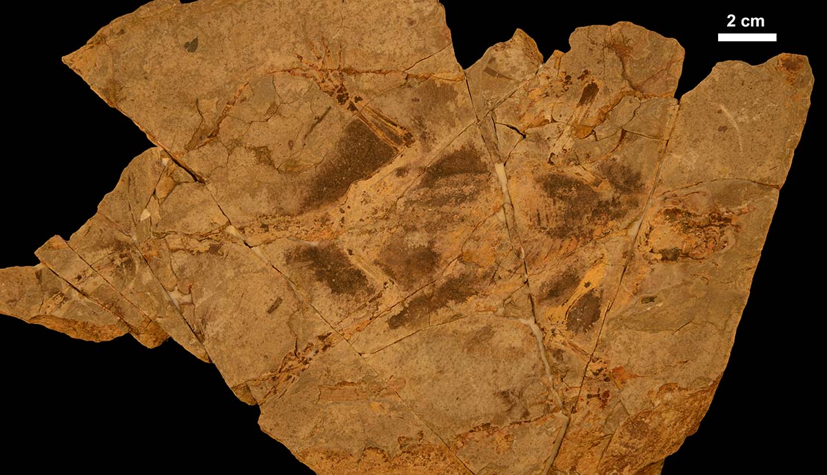 The fossil of the ancient gliding mammal Arboroharamiya fuscus containing preserved bones and hair.