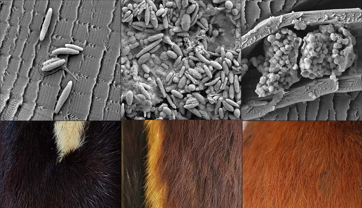 Three images along the top showing different melanosome structures, and three images showing their associated fur colours below them.