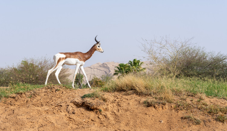 A dama gazelle walks through scrubland
