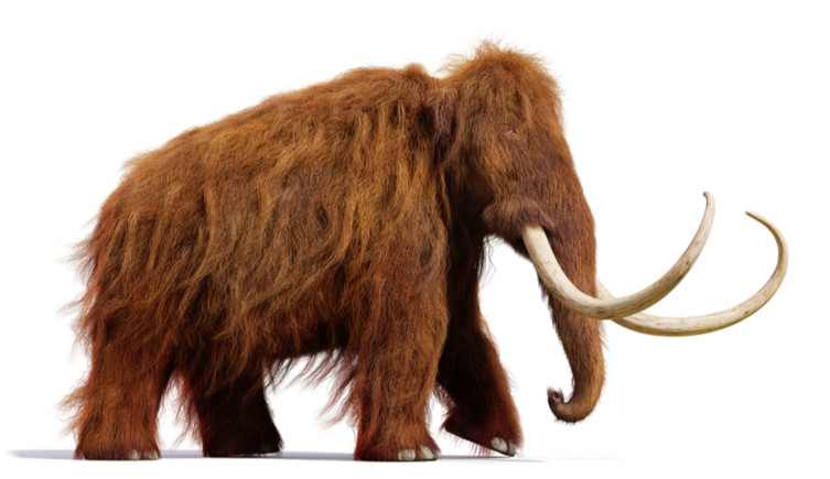 An artist's impression of a woolly mammoth