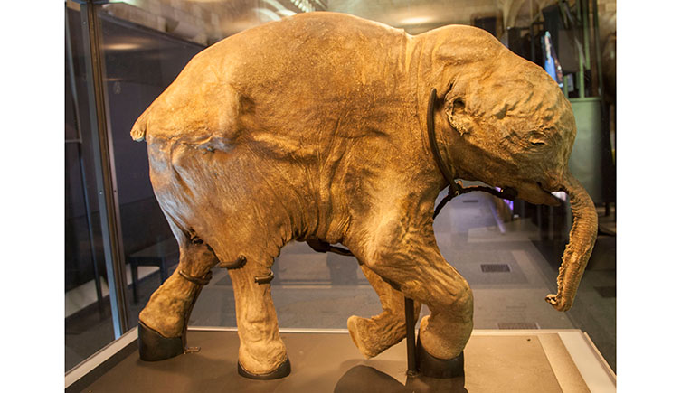 The near perfecly preserved remains of a baby mammoth. 