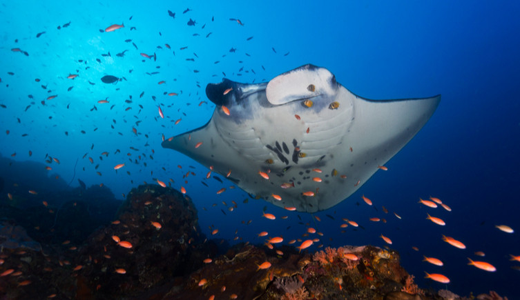 A manta ray is surrounded by many small fish, as some clean its skin