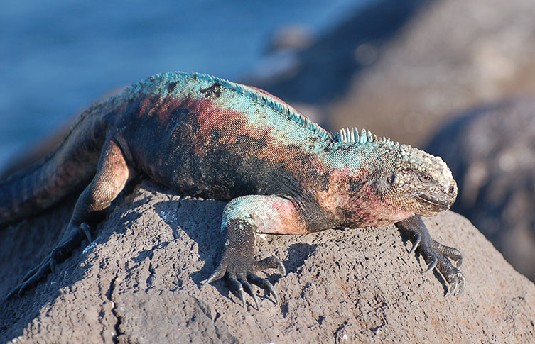 A colourful marine iguana basking on a rock. It's skin has patches of green, red and black scales