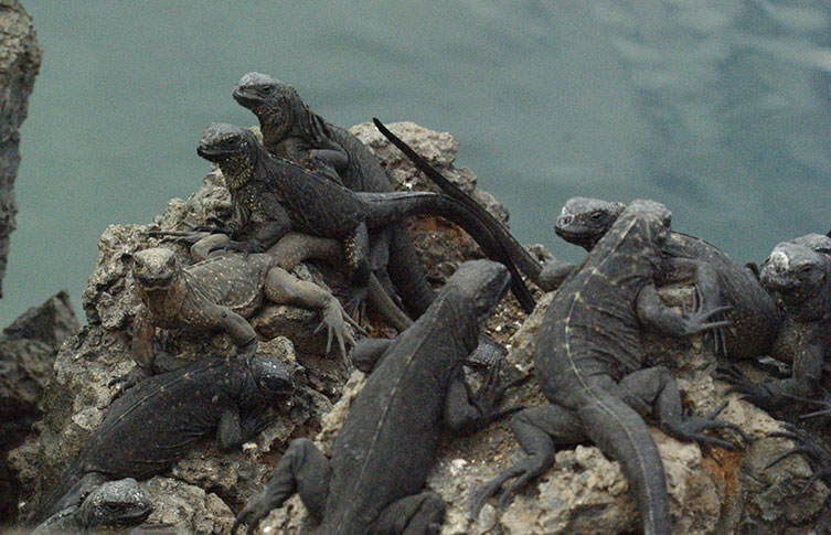 A group of nine juvenile marine iguanas bask on a rock beside the ocean.